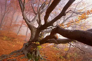 Enormous: Beech Trees - morning fog in beech forest with