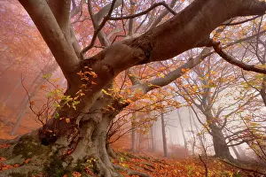 Enormous: Beech Trees - morning fog in beech forest with