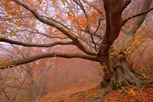 Enormous: Beech Trees - morning fog in beech forest with