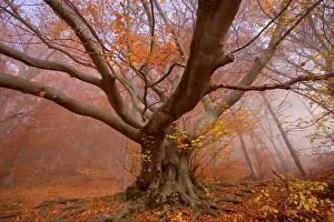 Enormous: Beech Trees - morning fog in beech forest with