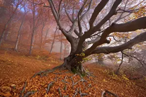 Enormous: Beech Trees - morning fog in beech forest with