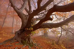 Enormous: Beech Trees - morning fog in beech forest with