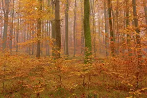 Enormous: Beech Trees - morning fog in beech forest with