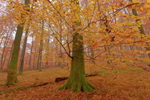 Enormous: Beech Trees - morning fog in beech forest with