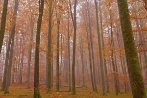 Enormous: Beech Trees - morning fog in beech forest with