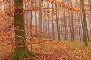 Enormous: Beech Trees - morning fog in beech forest with
