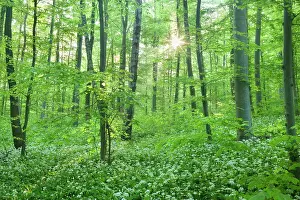Sunrays: Beech Trees - morning fog and sunrays in forest