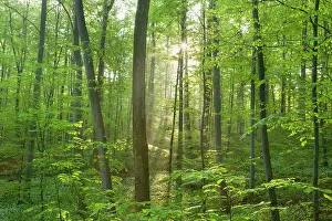 Sunrays: Beech Trees - morning fog and sunrays in forest