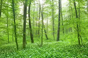 Sunrays: Beech Trees - morning fog and sunrays in forest