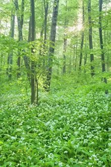 Sunrays: Beech Trees - morning fog and sunrays in forest
