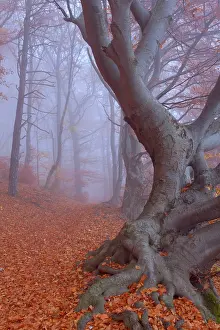 Enormous: Beech Trees - path in forest with morning fog and