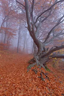 Enormous: Beech Trees - path in forest with morning fog and