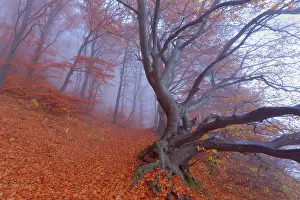 Enormous: Beech Trees - path in forest with morning fog and