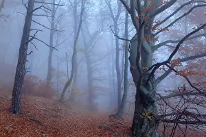 Enormous: Beech Trees - path in forest with morning fog and
