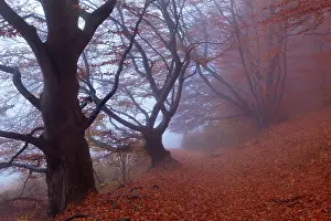 Enormous: Beech Trees - path in forest with morning fog and
