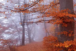 Enormous: Beech Trees - path in forest with morning fog and
