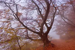 Enormous: Beech Trees - path in forest with morning fog and