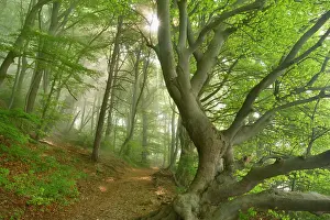 Sunrays: Beech Trees - path in forest with morning fog and
