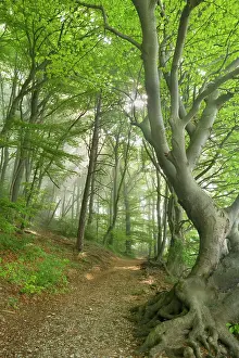 Sunrays: Beech Trees - path in forest with morning fog and