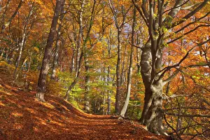 Trails: Beech Trees by path / hiking trail in forest Autumn
