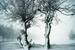 Shropshire: Beech Trees - in snowstorm
