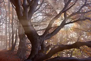 Sunrays: Beech Trees - sun breaking through morning fog