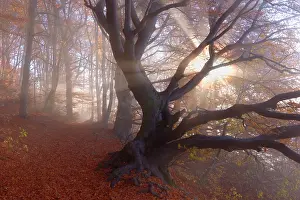 Sunrays: Beech Trees - sun breaking through morning fog