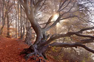 Sunrays: Beech Trees - sun breaking through morning fog