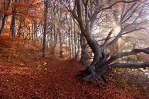 Sunrays: Beech Trees - sun breaking through morning fog