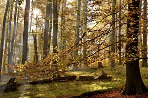 Sunrays: Beech Trees - sunrays in beech forest in autumn