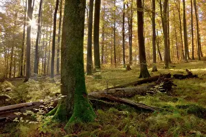 Sunrays: Beech Trees - sunrays in beech forest in autumn
