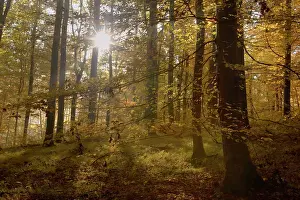 Sunrays: Beech Trees - sunrays in beech forest in autumn
