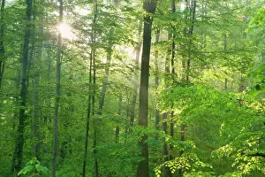 Sunrays: Beech Trees - sunrays in forest - in spring