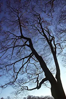 Viewed: BEECH TREES, viewed from below