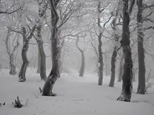 Beeches: beech trees in winter with hoar frost, Bournak, Chech Republic
