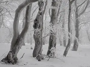Beeches: beech trees in winter with hoar frost, Bournak, Chech Republic
