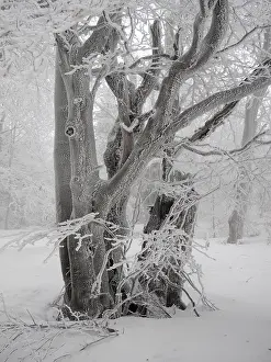 Beeches: beech trees in winter with hoar frost, Bournak, Chech Republic