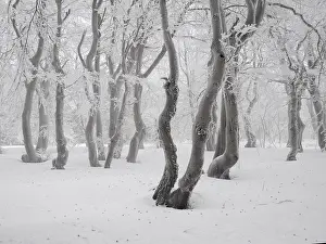 Beeches: beech trees in winter with hoar frost, Bournak, Chech Republic