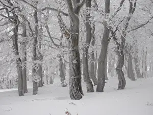 Beeches: beech trees in winter with hoar frost, Bournak, Chech Republic