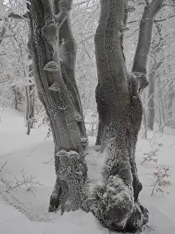 Beeches: beech trees in winter with hoar frost, Bournak, Chech Republic