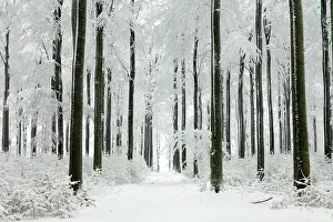 Footpaths: Beech Trees - woodland covered in winter snow