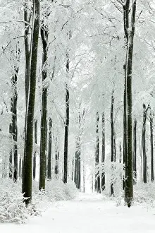 Footpaths: Beech Trees - woodland covered in winter snow