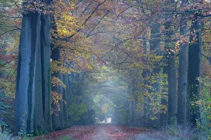 Avenues: Beech Trees - woodland path