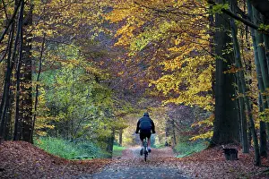 Bikes: Beech Trees - woodland path with cyclists