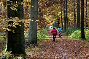 Bikes: Beech Trees - woodland path with cyclists