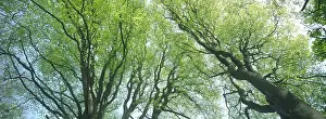 Emergent: Beech Trees - young emergent leaves