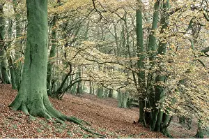 Wolfgang Wagner: BEECH WOOD