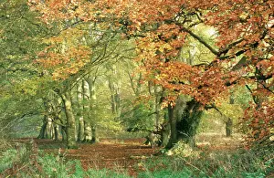Glade: BEECH Wood - in Autumn