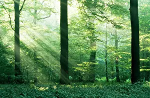 Sympathy: Beech wood - with sunbeams