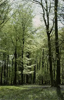 Dappled: Beech Woodland